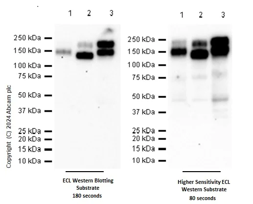 Western blot - Anti-MERTK antibody [EPR26359-12] (BSA and Azide free) (AB300137)