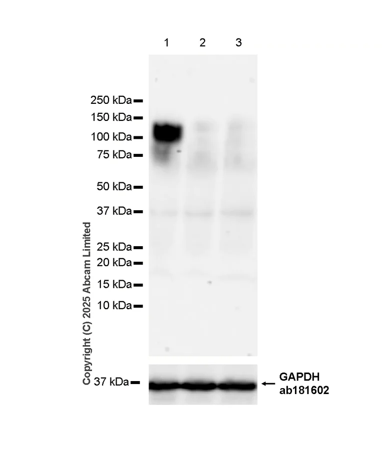 Western blot - Anti-MERTK antibody [EPR26359-12] (BSA and Azide free) (AB300137)