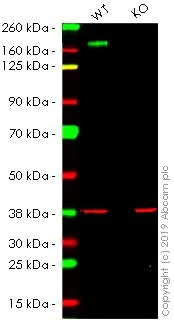 Western blot - Anti-MERTK antibody [Y323] - BSA and Azide free (AB271851)
