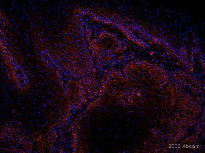 Immunohistochemistry (Formalin/PFA-fixed paraffin-embedded sections) - Mesenchymal Stromal Cell Marker (CD44, CD45, CD90 CD29, CD105) Antibody Panel - Human (AB93758)