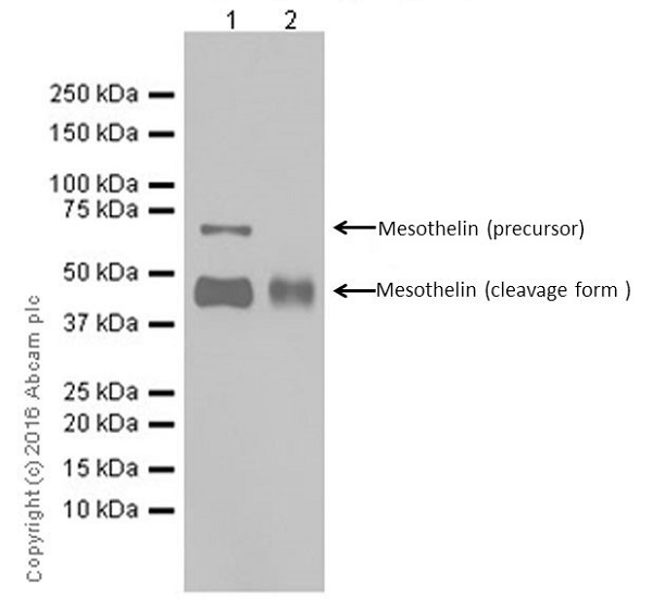 Western blot - Anti-Mesothelin antibody [EPR17823-69] - BSA and Azide free (AB232219), expandable thumbnail