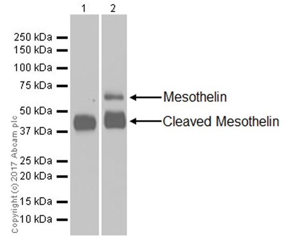 Western blot - Anti-Mesothelin antibody [EPR19025-42] (AB196235), expandable thumbnail