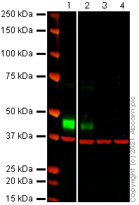 Western blot - Anti-Mesothelin antibody [EPR19025-42] - BSA and Azide free (Capture) (AB242528)