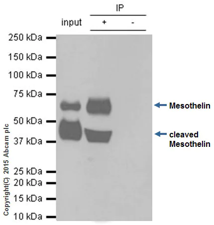 Immunoprecipitation - Anti-Mesothelin antibody [EPR2685(2)] - BSA and Azide free (AB232411)