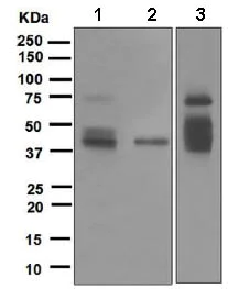 Western blot - Anti-Mesothelin antibody [EPR4509] - BSA and Azide free (AB248520)