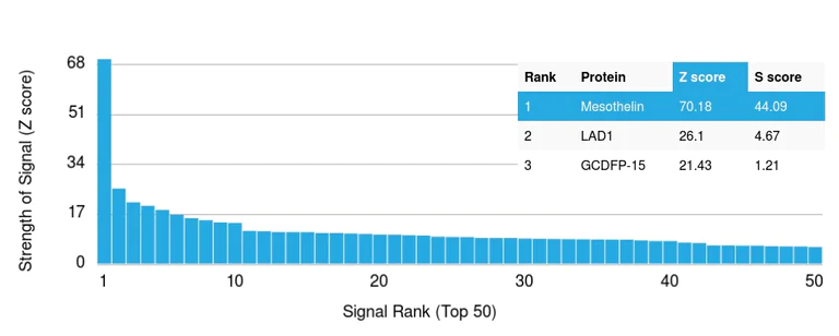 Protein Array - Anti-Mesothelin antibody [MSLN/2131] (AB236546)