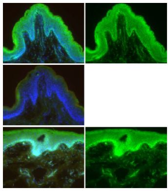 Immunohistochemistry (Frozen sections) - Anti-Mesp1 antibody (AB129387), expandable thumbnail