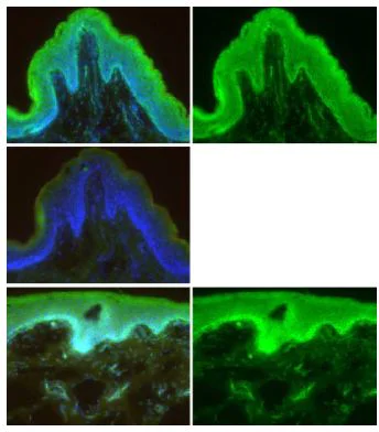 Immunohistochemistry (Frozen sections) - Anti-Mesp1 antibody (AB129387)