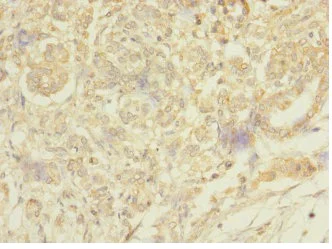 Immunohistochemistry (Formalin/PFA-fixed paraffin-embedded sections) - Anti-Mesp1 antibody (AB230308)