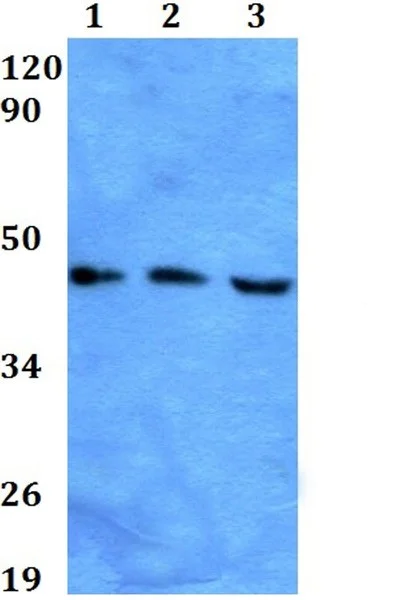 Western blot - Anti-Mesp2 antibody (AB200690)