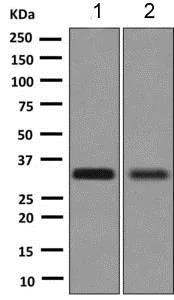 Western blot - Anti-MEST antibody [EPR6970(2)] (AB151564)