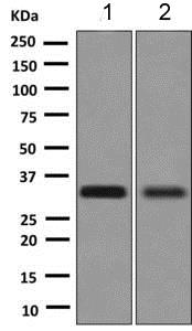 Western blot - Anti-MEST antibody [EPR6970(2)] - BSA and Azide free (AB249008), expandable thumbnail