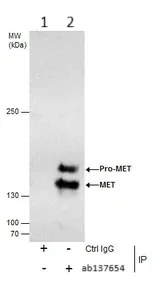 Immunoprecipitation - Anti-Met (c-Met) antibody (AB137654)