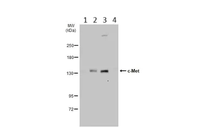 Western blot - Anti-Met (c-Met) antibody (AB137654)