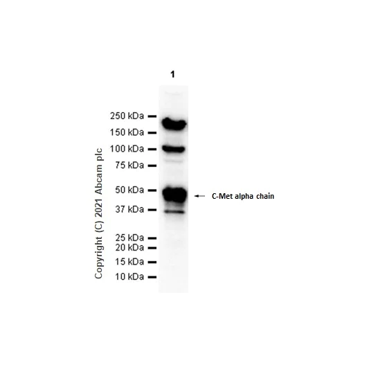 Western blot - Anti-Met (c-Met) antibody [EP1454Y] - N-terminal (AB51067)