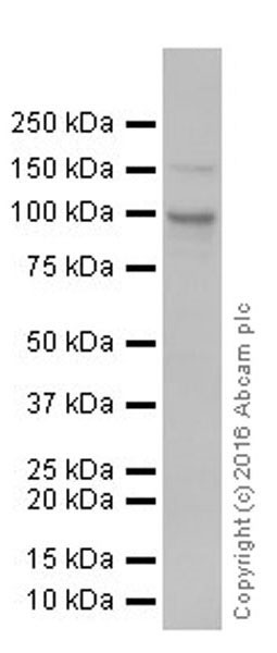 Western blot - Anti-Met (c-Met) antibody [EPR19067] (AB216574), expandable thumbnail