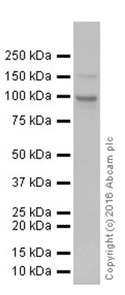 Western blot - Anti-Met (c-Met) antibody [EPR19067] (AB216574)