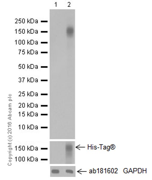 Western blot - Anti-Met (c-Met) antibody [EPR19067] (AB216574), expandable thumbnail