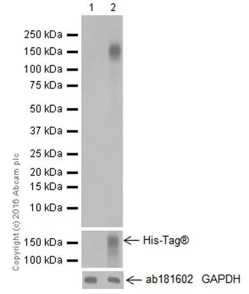Western blot - Anti-Met (c-Met) antibody [EPR19067] (AB216574)