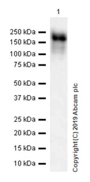 Western blot - Anti-Met (c-Met) antibody [EPR19554-110] (AB254252)