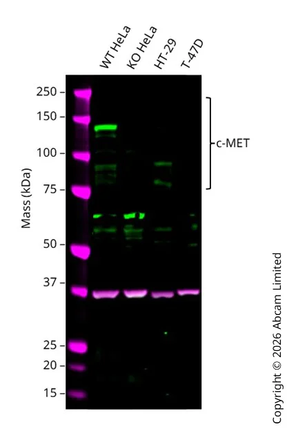 Western blot - Anti-Met (c-Met) antibody [EPR19554-110] (AB254252)