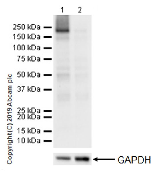 Western blot - Anti-Met (c-Met) antibody [EPR22436-24] (AB216330), expandable thumbnail