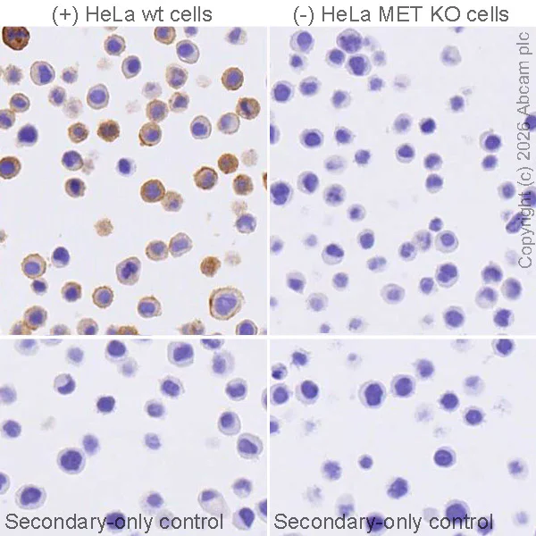 Immunohistochemistry (Formalin/PFA-fixed paraffin-embedded sections) - Anti-Met (c-Met) antibody [SP44] - BSA and Azide free (AB243930)