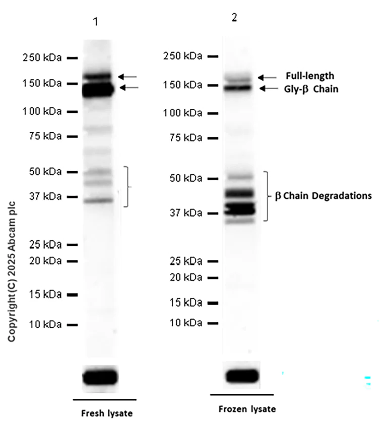 Western blot - Anti-Met (c-Met) antibody [SP44] - BSA and Azide free (AB243930)