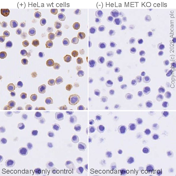 Immunohistochemistry (Formalin/PFA-fixed paraffin-embedded sections) - Anti-Met (c-Met) antibody [SP44] - C-terminal (AB227637)