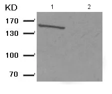 Western blot - Anti-Met (c-Met) (phospho Y1003) antibody (AB193270)