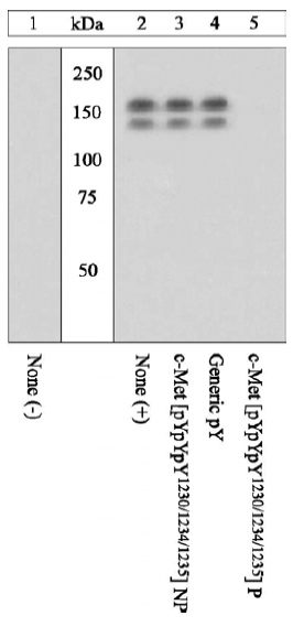 Western blot - Anti-Met (c-Met) (phospho Y1230 + Y1234 + Y1235) antibody (AB5662)