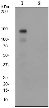 Western blot - Anti-Met (c-Met) (phospho Y1349) antibody [EP2367Y] (AB68141)