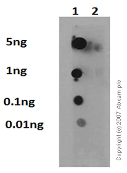 Dot Blot - Anti-Met (c-Met) (phospho Y1349) antibody [EP2367Y] - BSA and Azide free (AB247359)