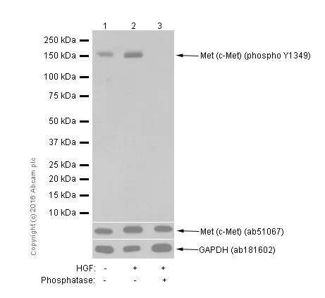 Western blot - Anti-Met (c-Met) (phospho Y1349) antibody [EP2367Y] - BSA and Azide free (AB247359)