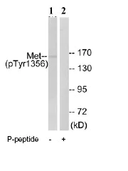 Western blot - Anti-Met (c-Met) (phospho Y1356) antibody (AB73992)