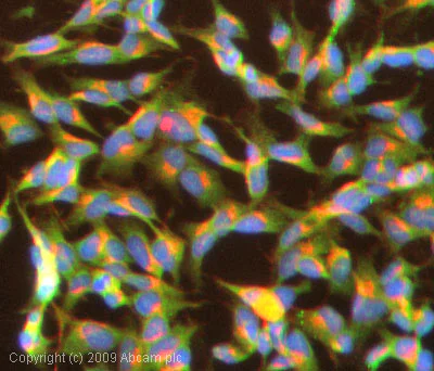 Immunocytochemistry/ Immunofluorescence - Anti-Met Enkephalin antibody (AB22620)