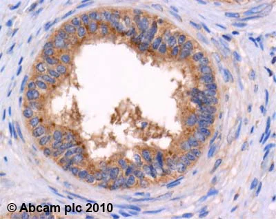 Immunohistochemistry (Formalin/PFA-fixed paraffin-embedded sections) - Anti-Met Enkephalin antibody (AB22620)