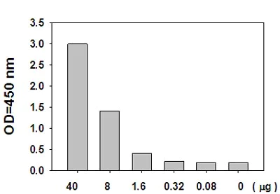 Sandwich ELISA - Met (pY1234/pY1235) + total Met ELISA Kit (AB126451)