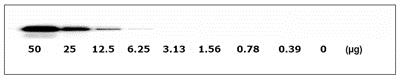 Western blot - Met (pY1234/pY1235) + total Met ELISA Kit (AB126451)