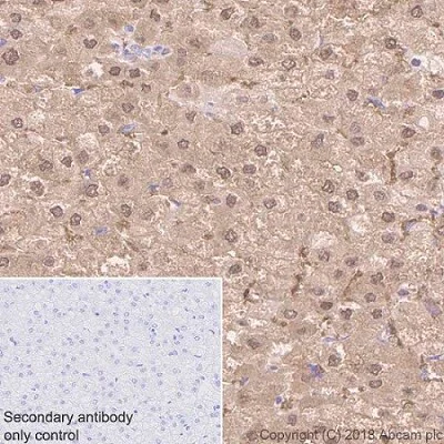Immunohistochemistry (Formalin/PFA-fixed paraffin-embedded sections) - Metabolic Suppression of Immune Cells Panel - Human IHC (AB278179)