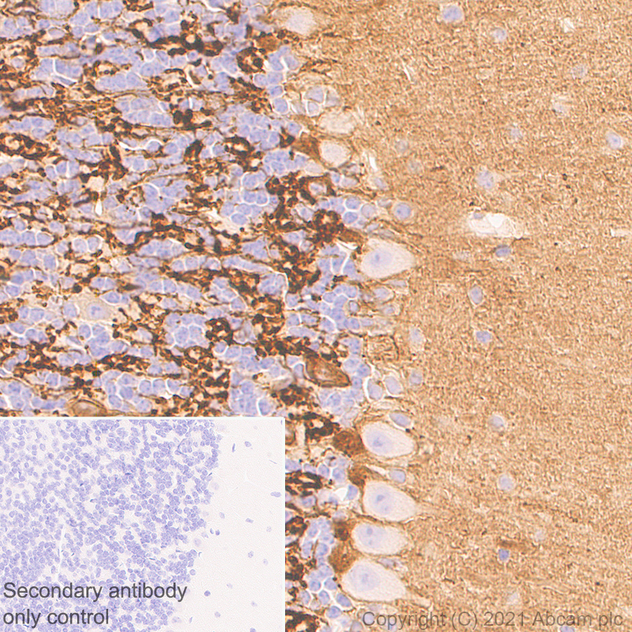 Immunohistochemistry (Formalin/PFA-fixed paraffin-embedded sections) - Anti-Metabotropic Glutamate Receptor 2 + 3 / MGLUR2 + MGLUR3 antibody [EPR24635-155] (ab281922), expandable thumbnail