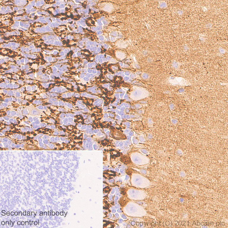 Immunohistochemistry (Formalin/PFA-fixed paraffin-embedded sections) - Anti-Metabotropic Glutamate Receptor 2 + 3 / MGLUR2 + MGLUR3 antibody [EPR24635-155] (AB281922)