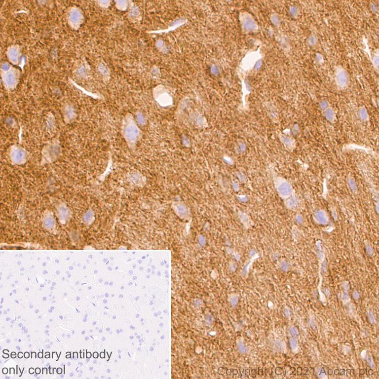 Immunohistochemistry (Formalin/PFA-fixed paraffin-embedded sections) - Anti-Metabotropic Glutamate Receptor 2 + 3 / MGLUR2 + MGLUR3 antibody [EPR24635-155] (AB281922)