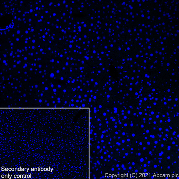 Immunohistochemistry (Frozen sections) - Anti-Metabotropic Glutamate Receptor 2 + 3 / MGLUR2 + MGLUR3 antibody [EPR24635-155] (ab281922), expandable thumbnail