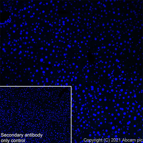 Immunohistochemistry (Frozen sections) - Anti-Metabotropic Glutamate Receptor 2 + 3 / MGLUR2 + MGLUR3 antibody [EPR24635-155] (AB281922)