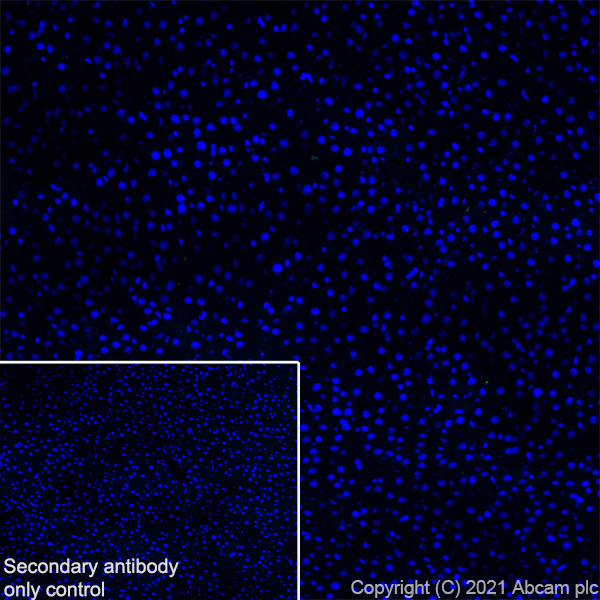 Immunohistochemistry (Frozen sections) - Anti-Metabotropic Glutamate Receptor 2 + 3 / MGLUR2 + MGLUR3 antibody [EPR24635-155] (ab281922), expandable thumbnail