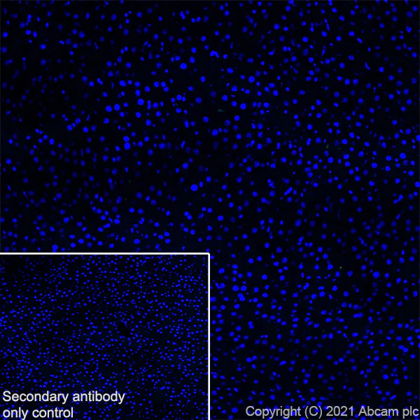 Immunohistochemistry (Frozen sections) - Anti-Metabotropic Glutamate Receptor 2 + 3 / MGLUR2 + MGLUR3 antibody [EPR24635-155] (AB281922)