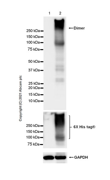 Western blot - Anti-Metabotropic Glutamate Receptor 2 + 3 / MGLUR2 + MGLUR3 antibody [EPR24635-155] (AB281922), expandable thumbnail