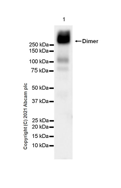 Western blot - Anti-Metabotropic Glutamate Receptor 2 + 3 / MGLUR2 + MGLUR3 antibody [EPR24635-155] (AB281922), expandable thumbnail