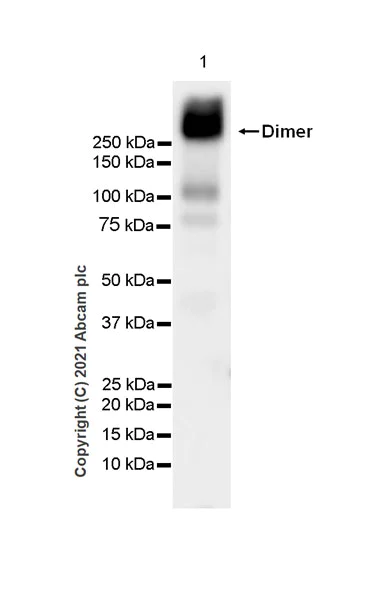 Western blot - Anti-Metabotropic Glutamate Receptor 2 + 3 / MGLUR2 + MGLUR3 antibody [EPR24635-155] (AB281922)